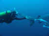 Divetravel
