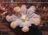 Stauromeduse