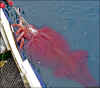 Kolossal squid