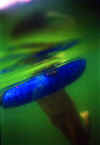 11.jpg (30225 byte)