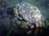 krabbe