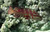 Juvel Grouper