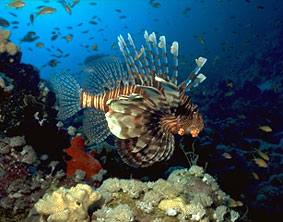 Lionfish