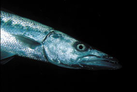 Barracuda