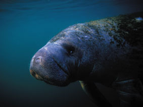 Manatee 