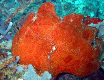 Frogfish 