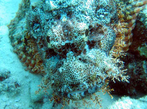 Stonefish