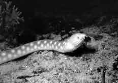 eel