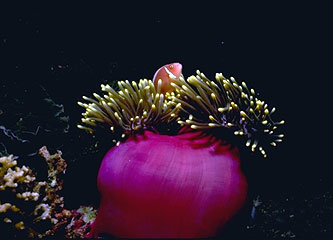 Klovnefiske hygger sid i sin anemone.