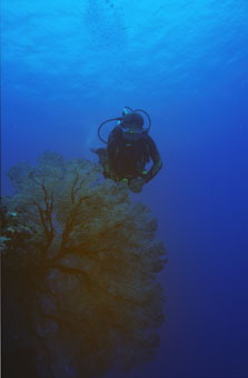 Dykker studere koraler