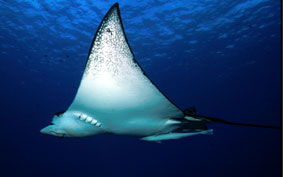 Eagle ray svæver gennem vandet