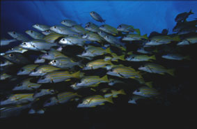 Store fiske stimer er ikke et sær syn på Palau