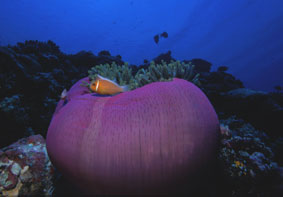 Klovn fisk og anemoner finder du selvfølgelig også på Palau