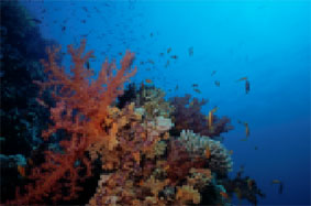 Flotte koraller og masse af spændende fisk
