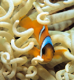 Klovnfisk på vagt i sin anemone