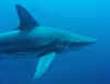 Black tipped shark