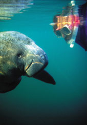 Forside Marts 2000, Lars Jensen, dykning med Manatees i Florida