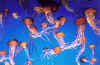 jellyfish.jpg (61217 byte)