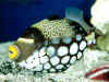 Triggerfish