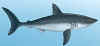 sildehaj.jpg (19515 byte)