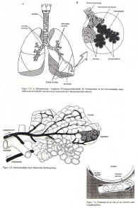 Fridykning og lungerne