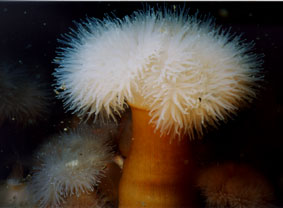 Blomster under vandet