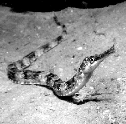 Har du set sdan en lille fyr fr?