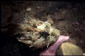 Ulk prver at gemme sig