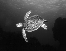 En skilpadde glider gennem VANDET