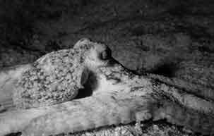 Blksprutte prver at skjule sig